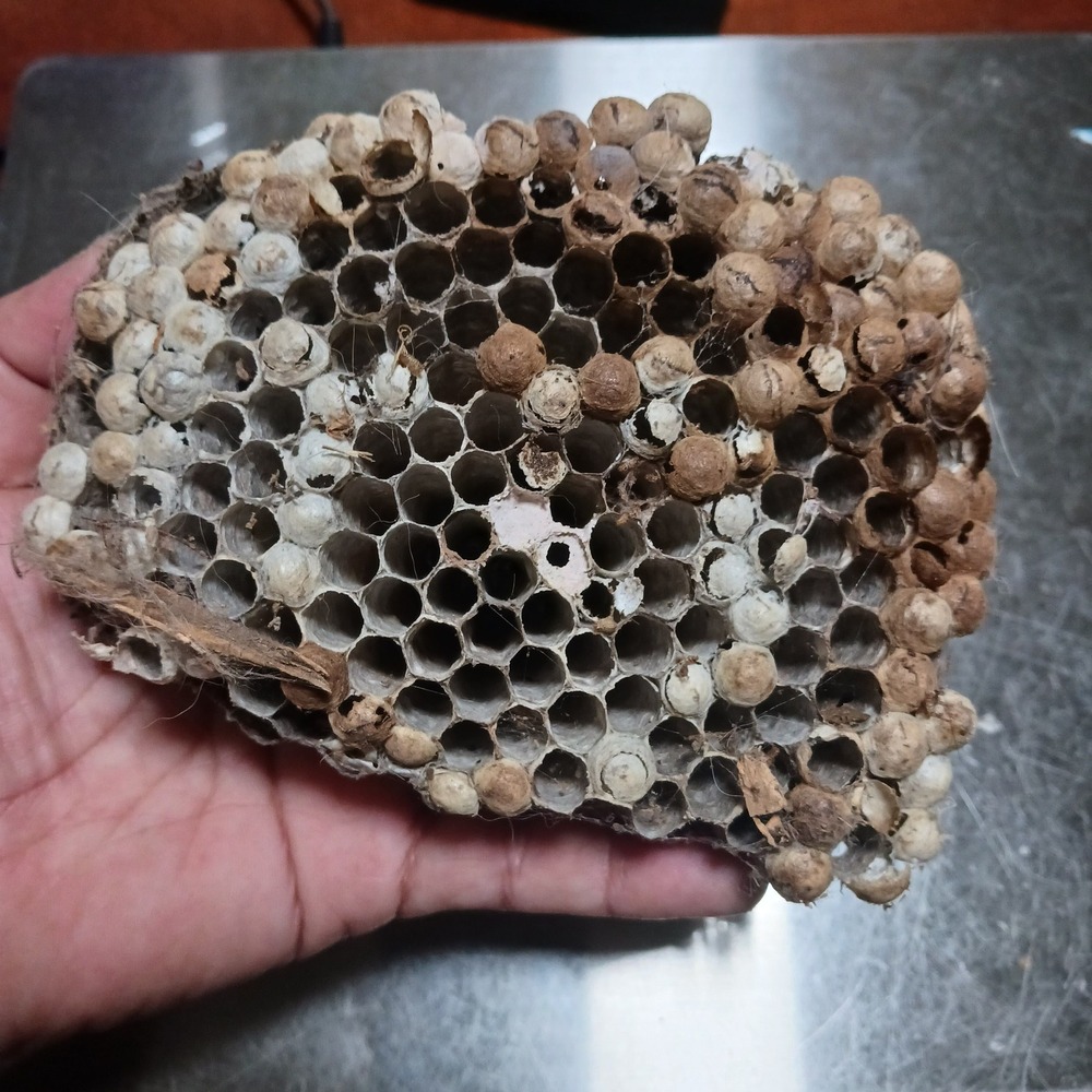 Large Paper Wasp Nest Natural Oddities Crafting Supplies Ethically Sourced Raw
